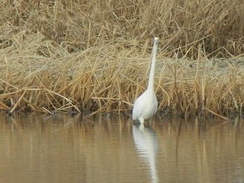 Great Egret 東屯田遊水地 Tue, 11/27/2018