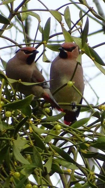 Japanese Waxwing Higashitakane Forest park Tue, 2/20/2024