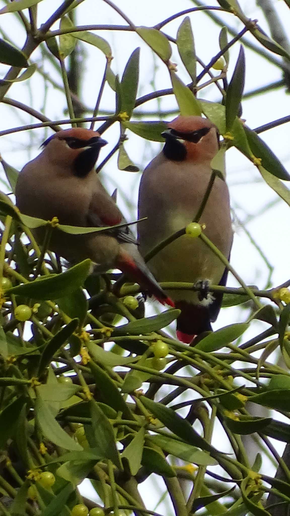 Photo of Japanese Waxwing at Higashitakane Forest park by poppo