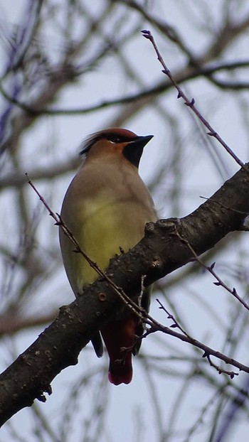 Japanese Waxwing Higashitakane Forest park Tue, 2/20/2024