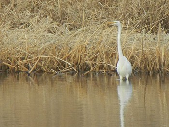 Great Egret 東屯田遊水地 Tue, 11/27/2018