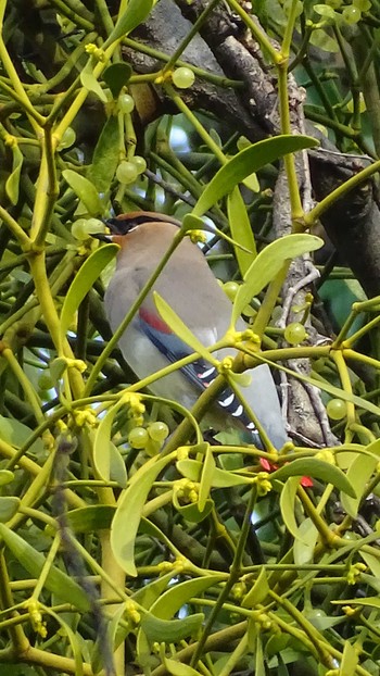 Japanese Waxwing Higashitakane Forest park Tue, 2/20/2024