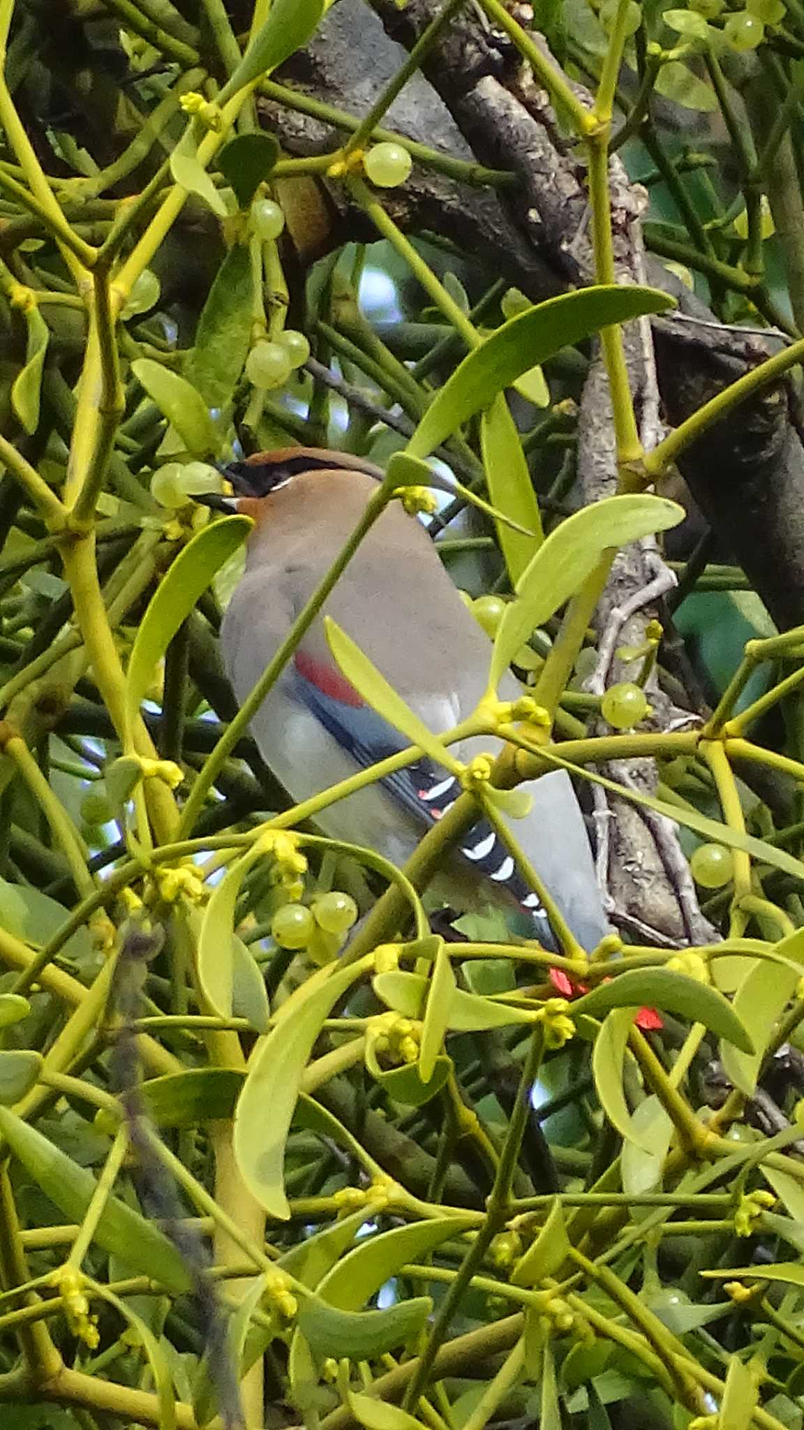 Photo of Japanese Waxwing at Higashitakane Forest park by poppo