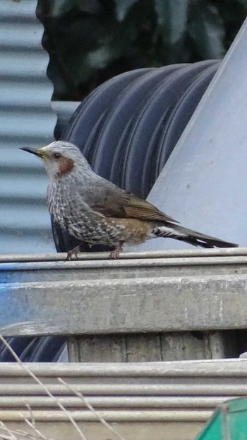 Brown-eared Bulbul Higashitakane Forest park Tue, 2/20/2024