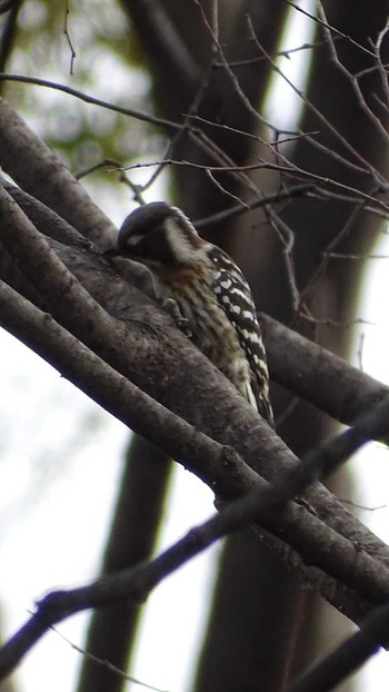 Japanese Pygmy Woodpecker Higashitakane Forest park Tue, 2/20/2024