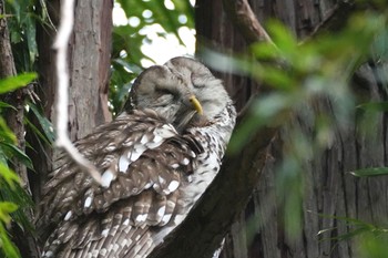 Ural Owl Inokashira Park Sat, 2/17/2024