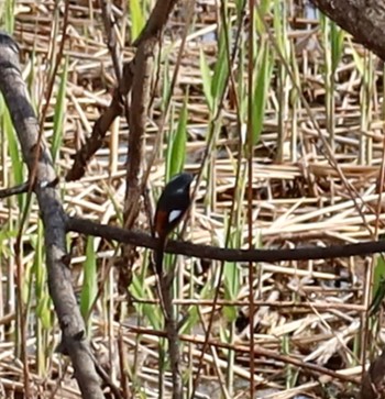 2024年2月20日(火) 長津川ふれあい広場の野鳥観察記録