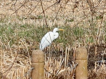 チュウサギ 長津川ふれあい広場 2024年2月20日(火)