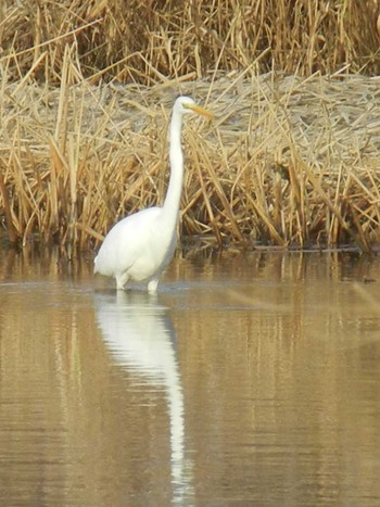 Great Egret 東屯田遊水地 Tue, 11/27/2018