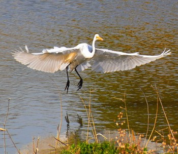 Great Egret(modesta)  Kasai Rinkai Park Tue, 2/20/2024