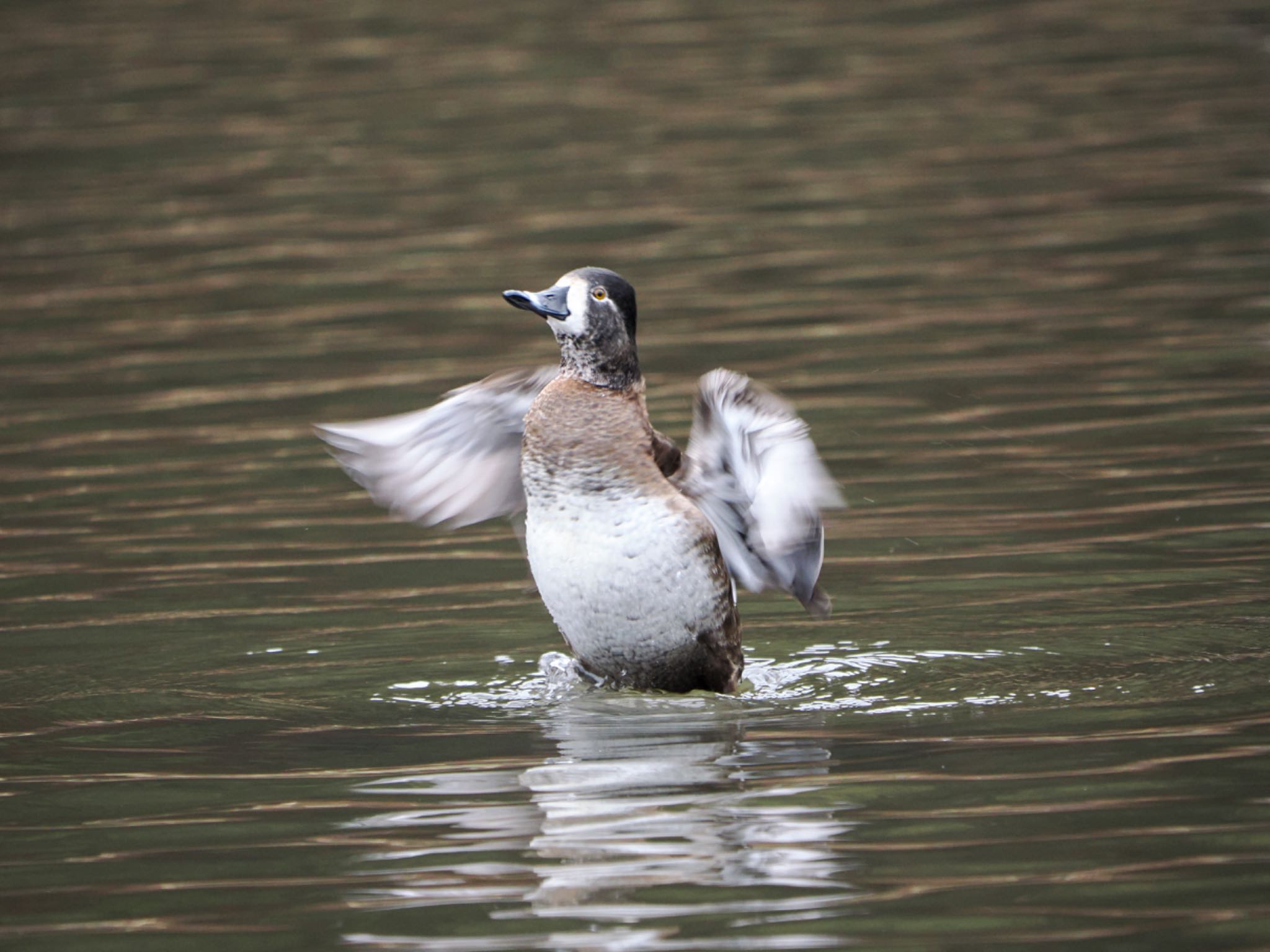 Ring-necked Duck