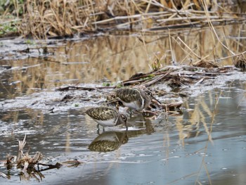 Greater Painted-snipe 平塚市 Sun, 2/11/2024