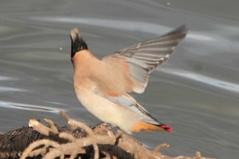 Japanese Waxwing 大室公園 Tue, 2/20/2024