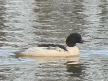 Common Merganser 東屯田遊水地 Tue, 11/27/2018