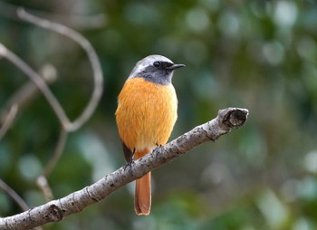 Daurian Redstart 大阪府 Sun, 2/18/2024