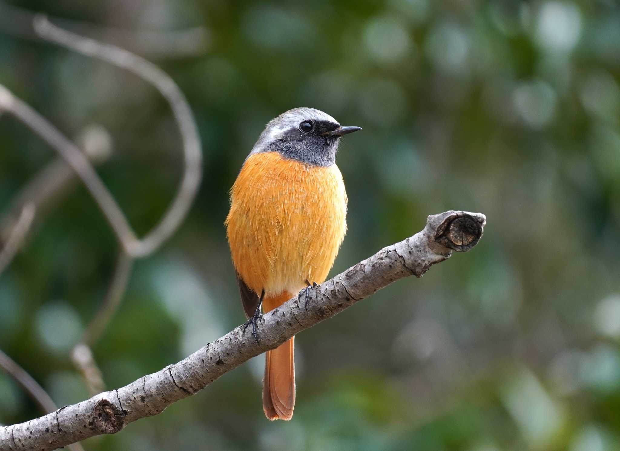 Daurian Redstart