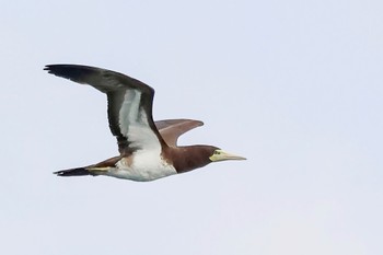 Brown Booby 鹿児島県 Sat, 2/10/2024