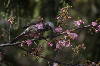 Brown-eared Bulbul Unknown Spots Sun, 2/18/2024