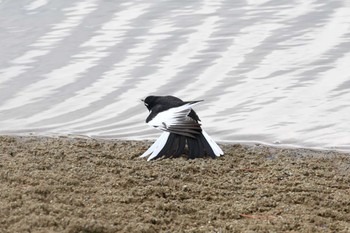 セグロセキレイ 有馬富士公園 2024年2月18日(日)