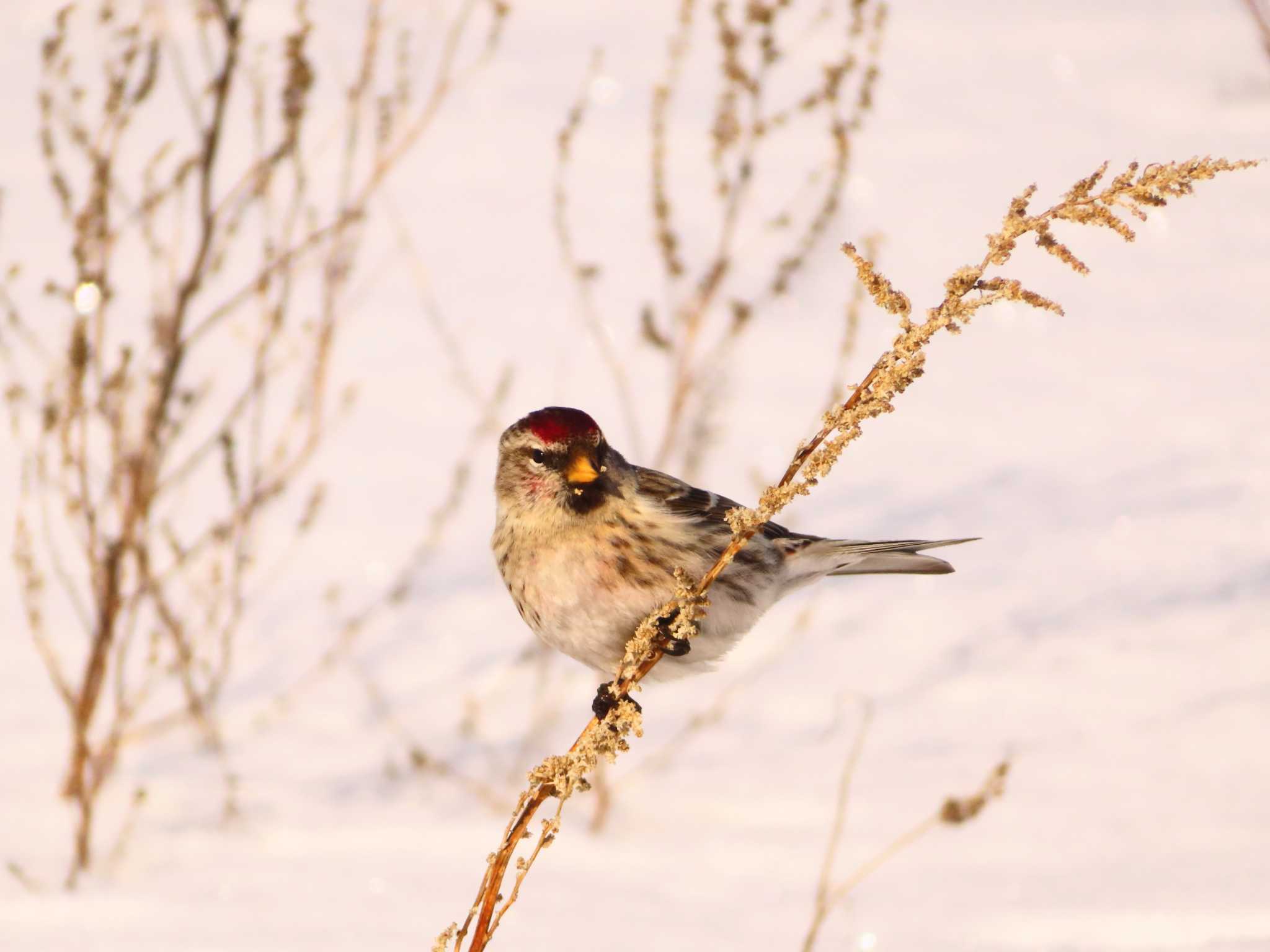 Common Redpoll