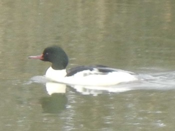 Common Merganser 東屯田遊水地 Tue, 11/27/2018