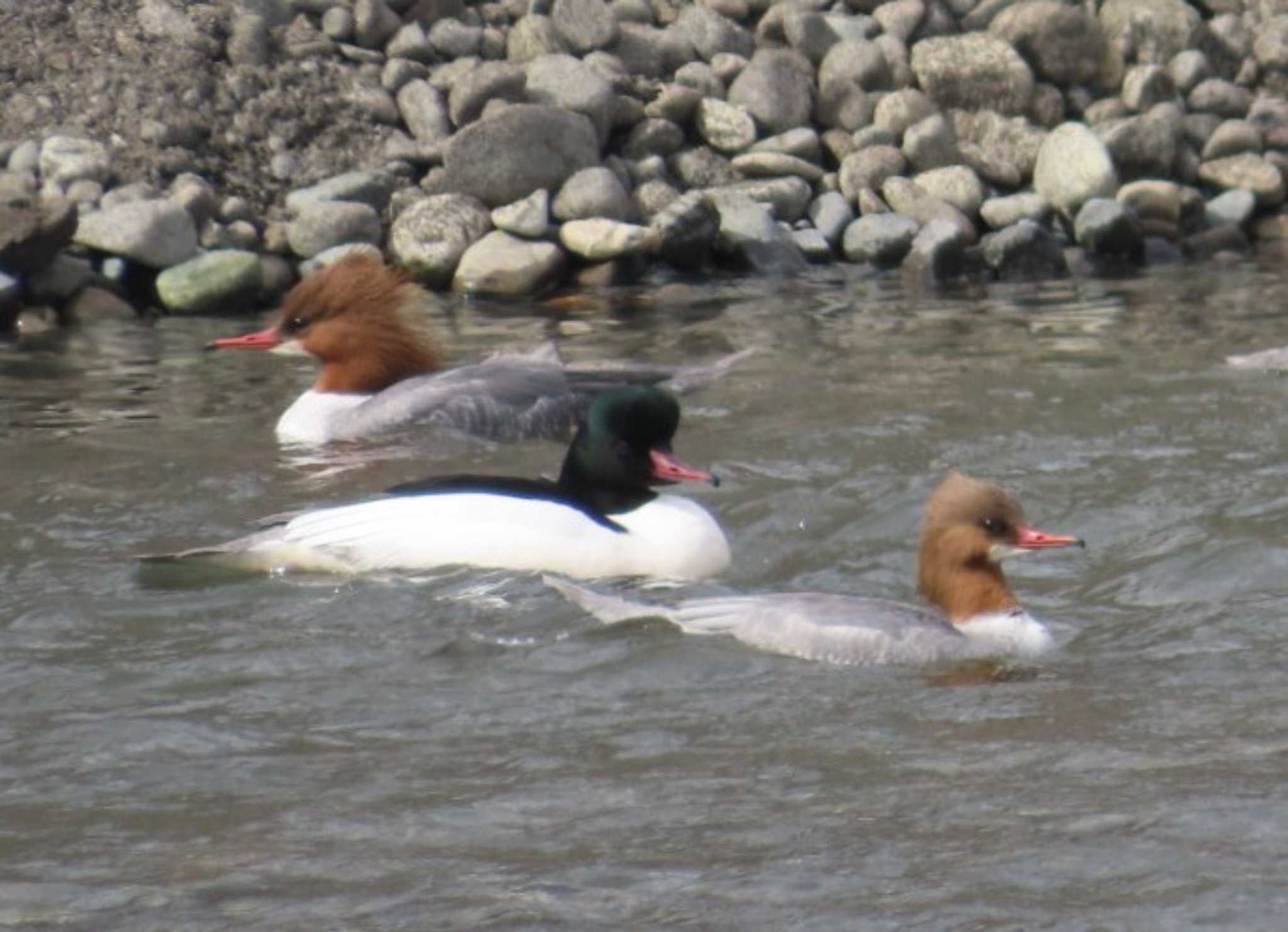 Photo of Common Merganser at 相模大堰 by 生き物好きのY