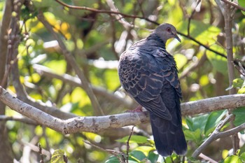 Oriental Turtle Dove(stimpsoni) Amami Island(General) Tue, 2/20/2024