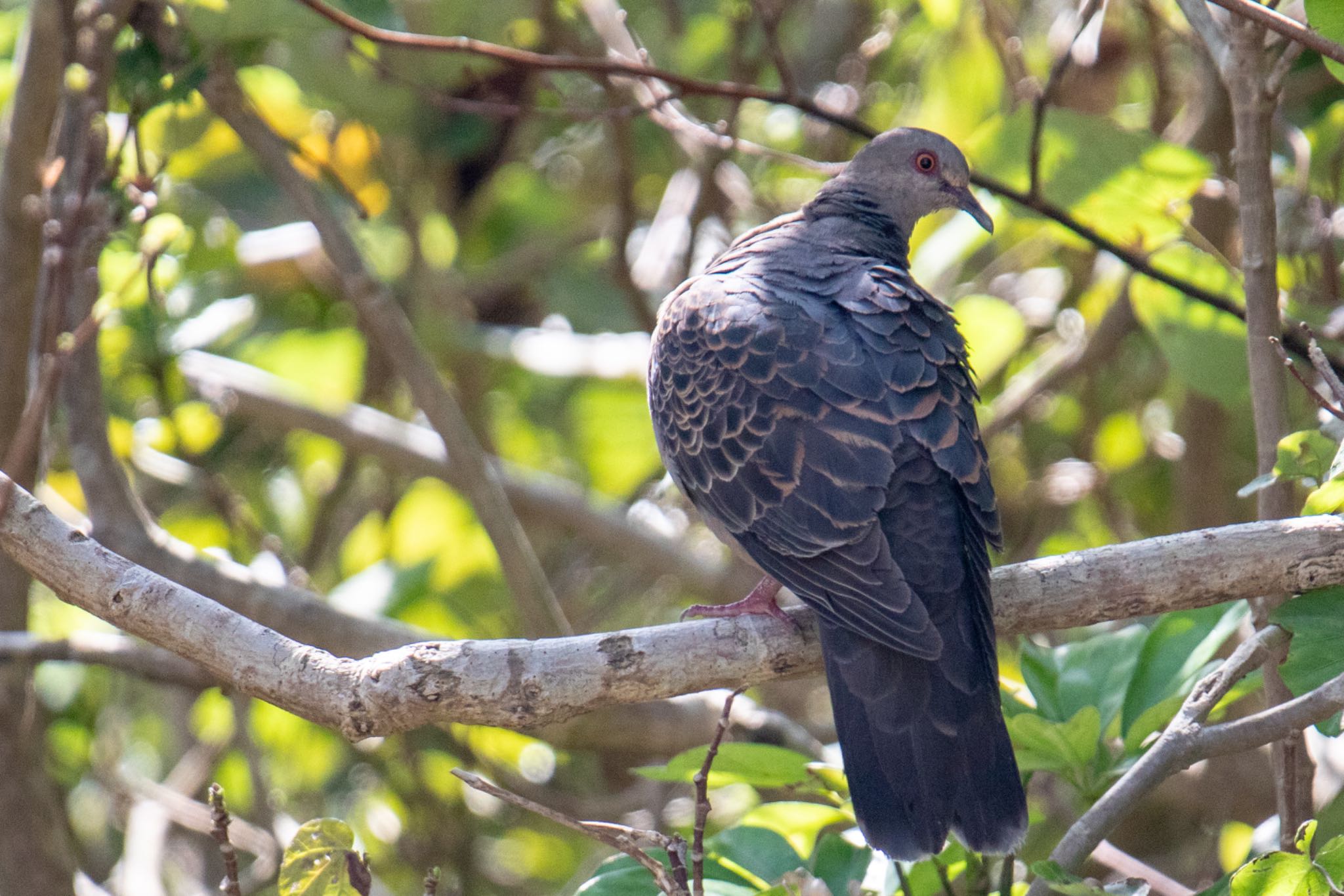 Photo of Oriental Turtle Dove(stimpsoni) at Amami Island(General) by 東海林太郎