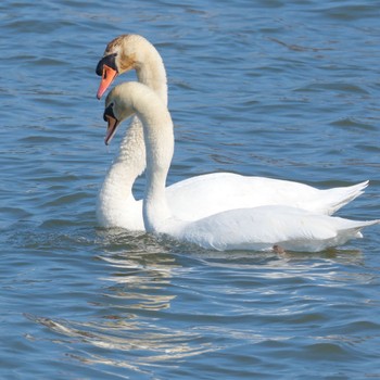 コブハクチョウ 牛久沼水辺公園 2024年2月12日(月)