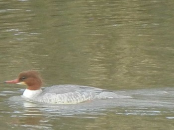 Common Merganser 東屯田遊水地 Tue, 11/27/2018