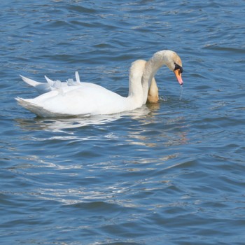 Mute Swan 牛久沼水辺公園 Mon, 2/12/2024