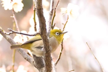 Warbling White-eye Inokashira Park Sat, 2/17/2024