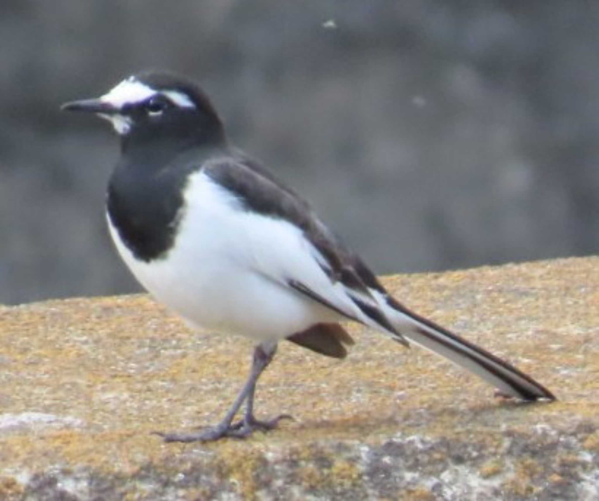 Photo of Japanese Wagtail at 相模大堰 by 生き物好きのY