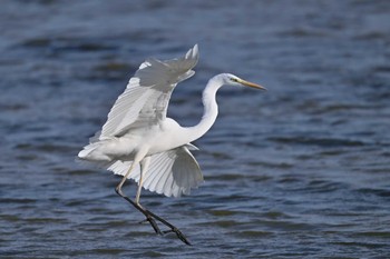 Great Egret Isanuma Sun, 2/18/2024