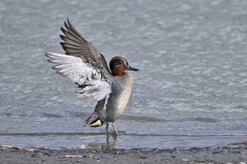 Eurasian Teal Isanuma Sun, 2/18/2024