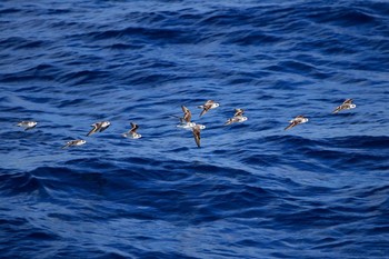 Red-necked Phalarope East Seram Sea (Indonesia) Sun, 10/21/2018