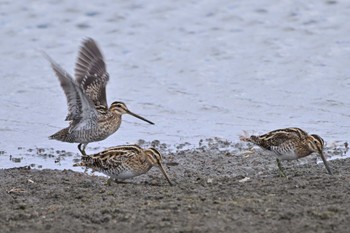 Common Snipe Isanuma Sun, 2/18/2024