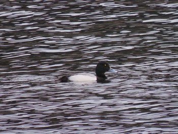 Greater Scaup 志津川湾 Thu, 2/15/2024