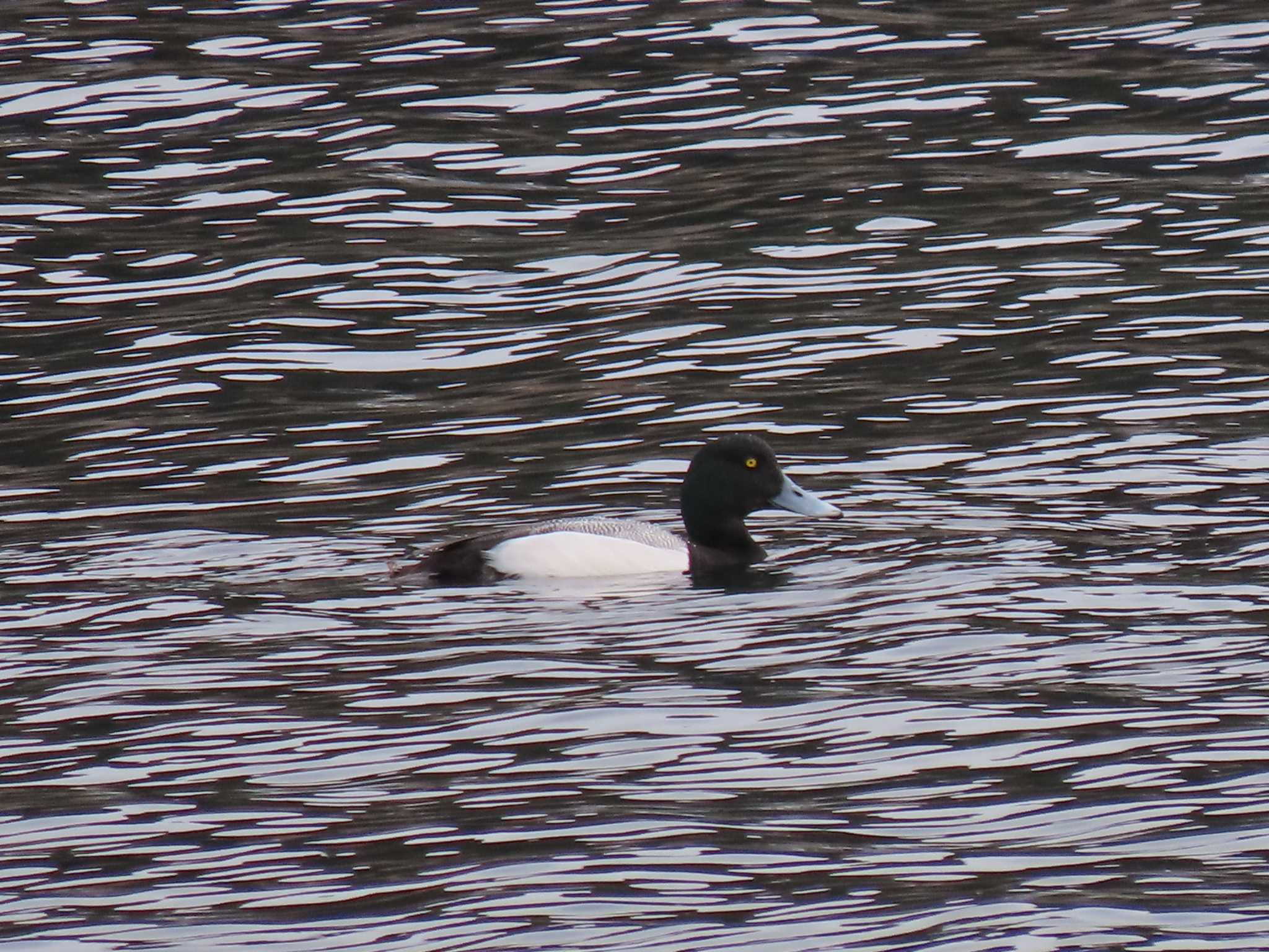 Greater Scaup