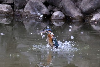 Common Kingfisher 多摩市 Sat, 2/17/2024