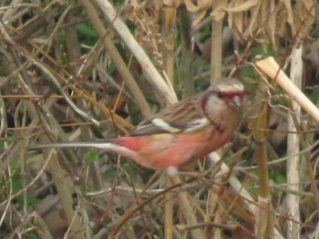 2024年2月20日(火) ふれあい松戸川の野鳥観察記録