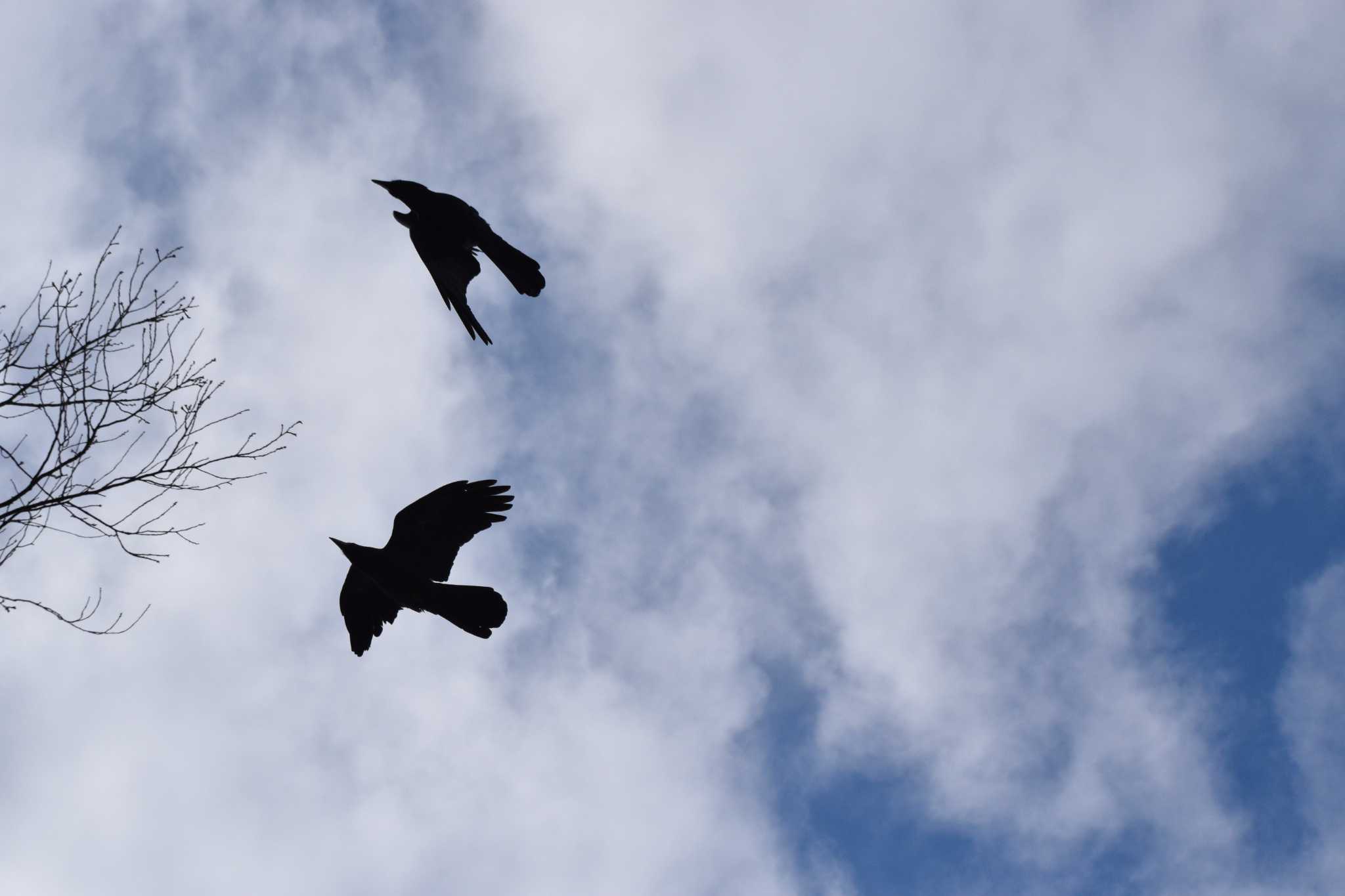 Large-billed Crow