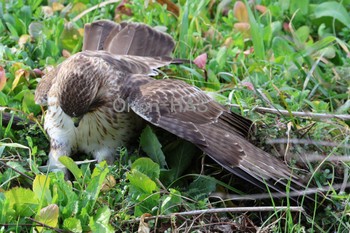 Eastern Buzzard 東京都多摩地域 Tue, 2/20/2024