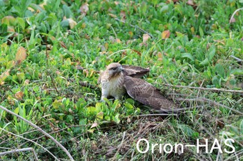 Eastern Buzzard 東京都多摩地域 Tue, 2/20/2024