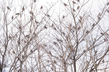 Japanese Grosbeak 下奥富河川敷公園 Sun, 2/18/2024