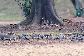 Japanese Grosbeak 下奥富河川敷公園 Sun, 2/18/2024