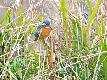 Common Kingfisher 鴨川 Sat, 2/10/2024