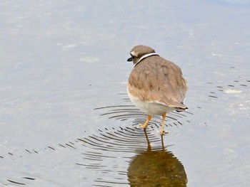 Long-billed Plover 鴨川 Sat, 2/10/2024