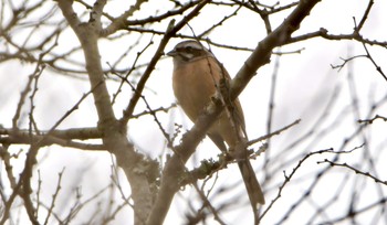 Meadow Bunting 鶴ヶ池 Sat, 2/17/2024