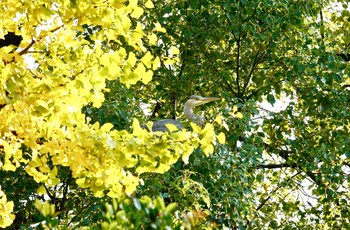 アオサギ 清澄庭園(清澄公園) 2018年11月27日(火)